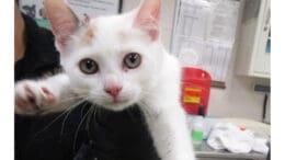 A calico/white kitten held by someone