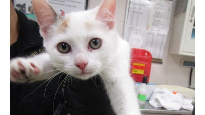 A calico/white kitten held by someone