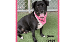 A black labrador retriever with pink scarf