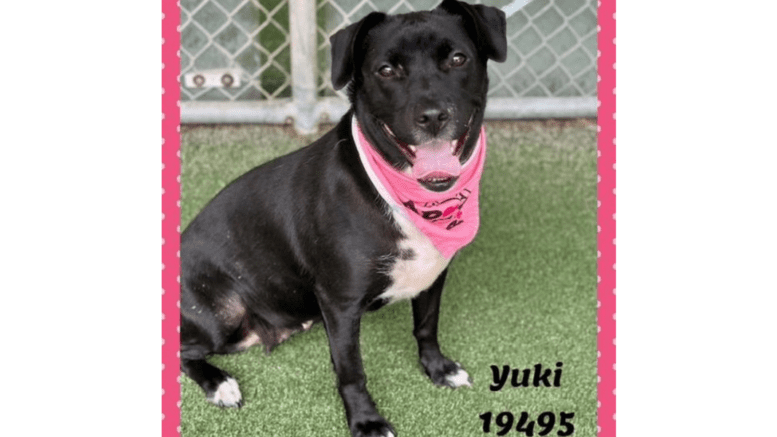 A black labrador retriever with pink scarf