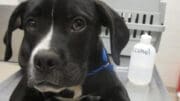 A black/white labrador retriever sitting on a metal table