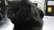 A black cat loafed on the top of a metal table
