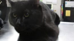 A black cat loafed on the top of a metal table