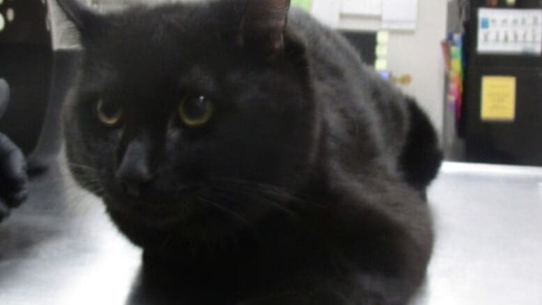 A black cat loafed on the top of a metal table