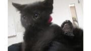 A black kitten looking ahead
