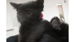 A black kitten looking ahead