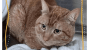 An orange tabby cat loafed inside a cage