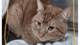 An orange tabby cat loafed inside a cage