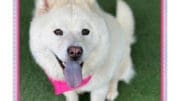 A white chow chow with tongue's out