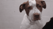 A white/brown hound looking sad