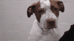 A white/brown hound looking sad
