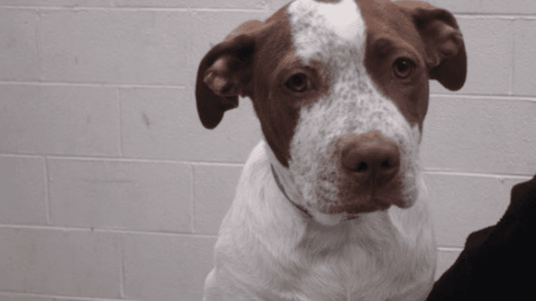 A white/brown hound looking sad