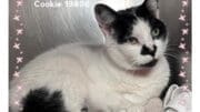 A white/black cat sitting inside a cage
