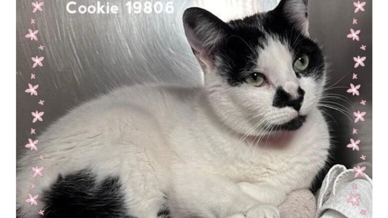 A white/black cat sitting inside a cage