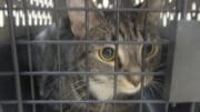 A tabby/white cat loafed inside a cage