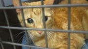 A ginger tabby cat loafed inside a cage