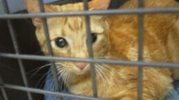 A ginger tabby cat loafed inside a cage