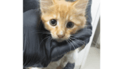 An orange tabby/white kitten with head held by someone