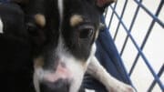 A tri-color terrier puppy sitting inside a cage