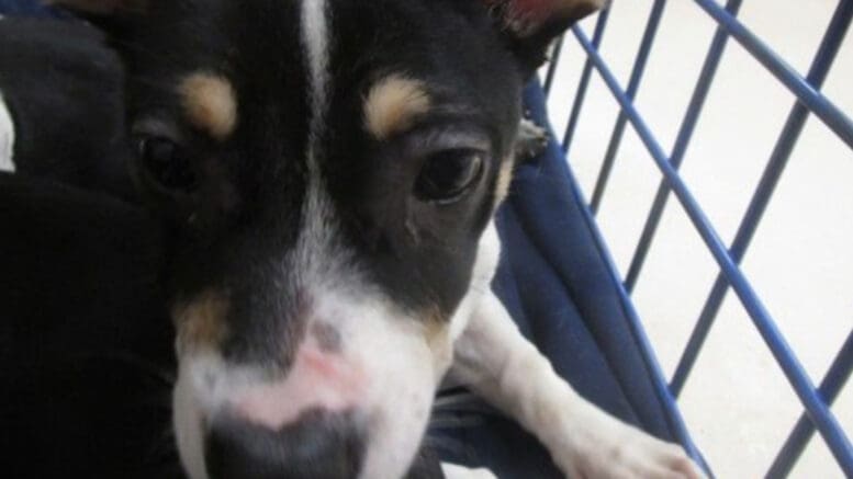 A tri-color terrier puppy sitting inside a cage
