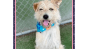 A cream terrier with blue scarf, looking happy