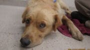 A gold Labrador retriever lying on the floor
