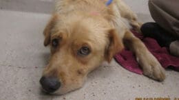 A gold Labrador retriever lying on the floor