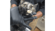A tortoiseshell cat held by someone on its head
