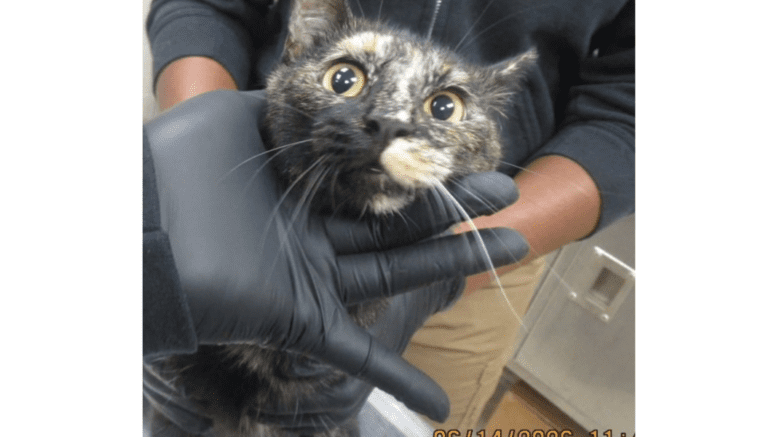 A tortoiseshell cat held by someone on its head