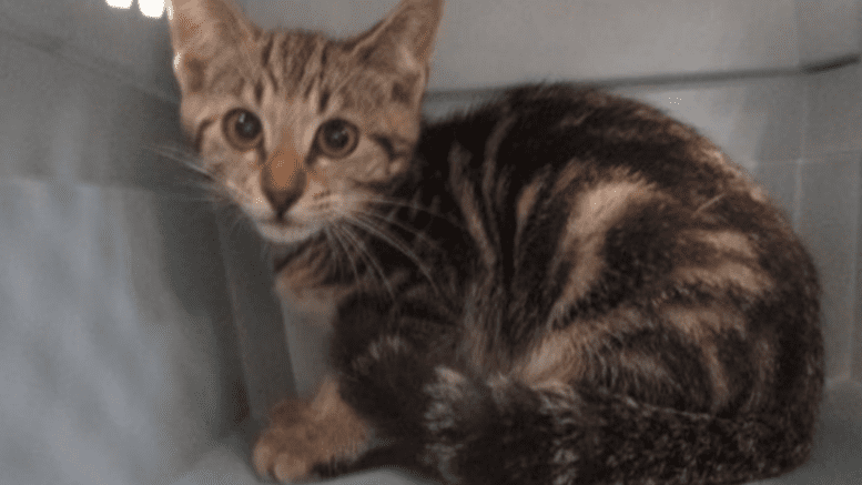 A grey tabby kitten sitting inside a cage, looking scared