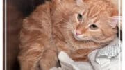 An orange tabby cat loafed inside a cage