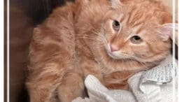 An orange tabby cat loafed inside a cage