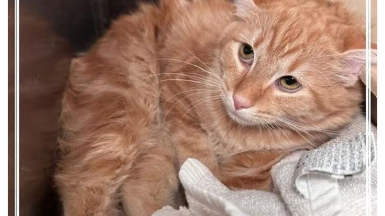 An orange tabby cat loafed inside a cage