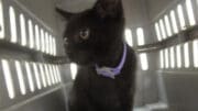 A black kitten sitting inside a cage