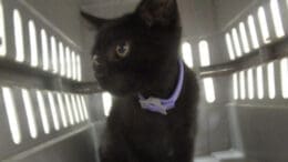 A black kitten sitting inside a cage