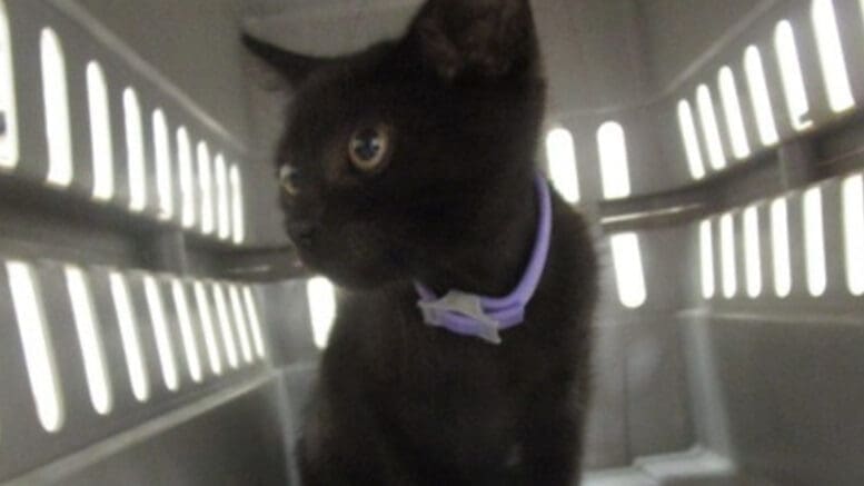 A black kitten sitting inside a cage