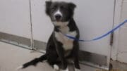 A dark grey/white Siberian husky sitting on the side with a blue leash