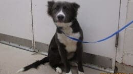 A dark grey/white Siberian husky sitting on the side with a blue leash
