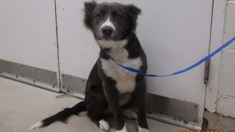 A dark grey/white Siberian husky sitting on the side with a blue leash