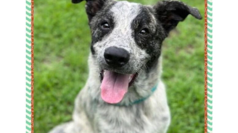 A blue roan Australian cattle dog with tongue's out