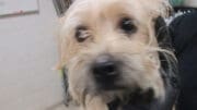 A blonde terrier held by someone