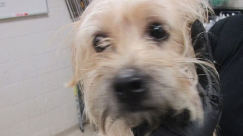 A blonde terrier held by someone