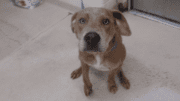 A fawn brindle/white retriever sitting with head held up
