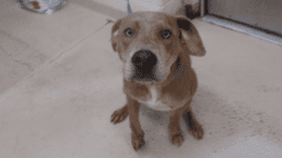 A fawn brindle/white retriever sitting with head held up