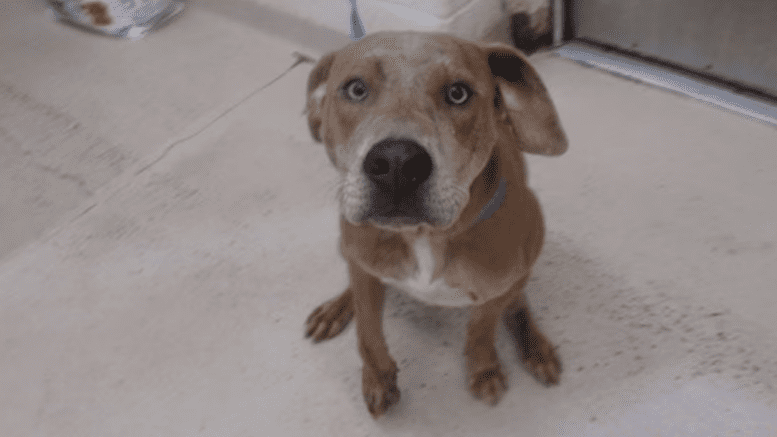 A fawn brindle/white retriever sitting with head held up