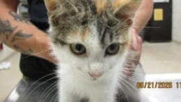 A tabby/calico kitten held on a table