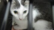 A white/grey sitting inside a cage