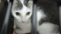 A white/grey sitting inside a cage