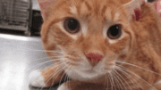 An orange tabby/white cat loafed on a table