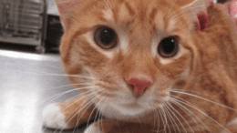 An orange tabby/white cat loafed on a table